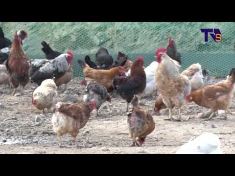 ნათხოვარი ინკუბატორით დაწყებული საქმიანობა – ახალგაზრდა ფერმერი ახალციხიდან