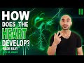 Embryology of the Heart II (Easy to Understand)