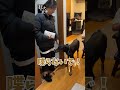 【TikTok450万回再生突破】お出掛けしようとしているママと散歩に行けると勘違いしているドーベルマン