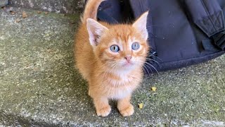 Cute little Kittens who are incredibly beautiful.