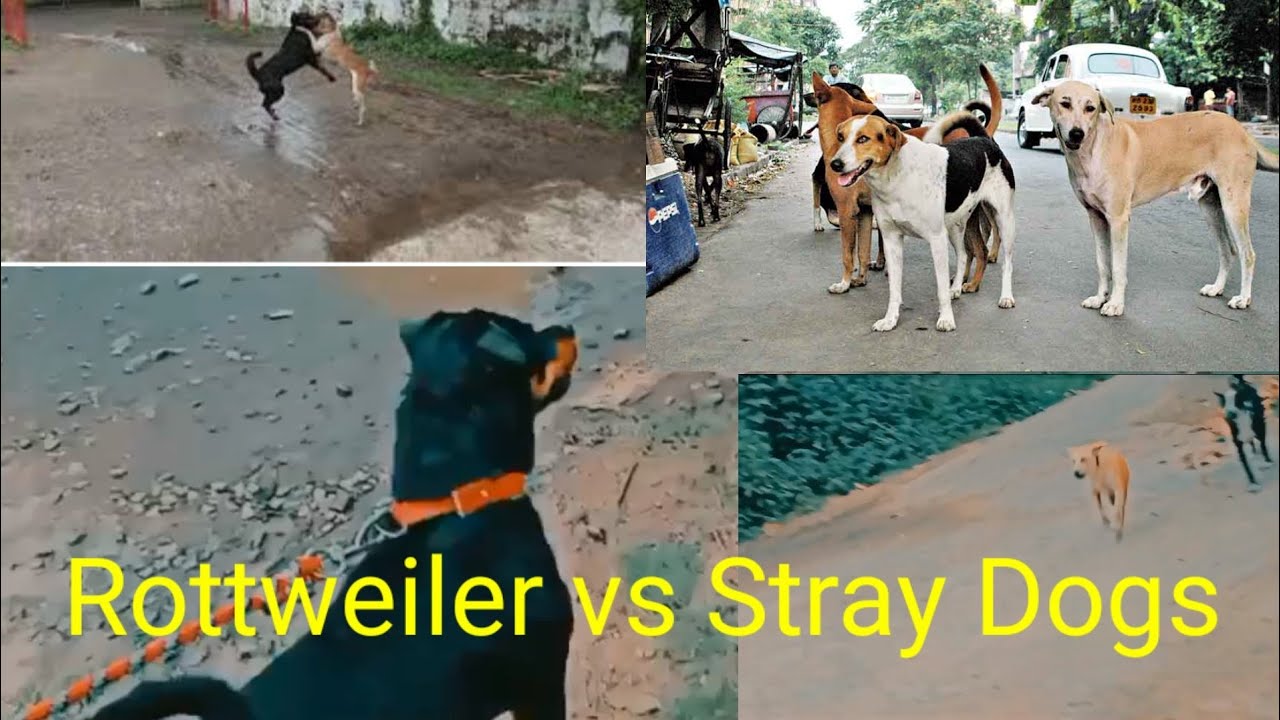 First Time Rottweiler Lucy colony walking face to stray Dogs - YouTube