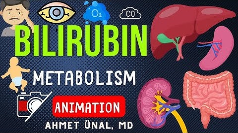 UNDERSTANDING BILIRUBIN METABOLISM | ANIMATION