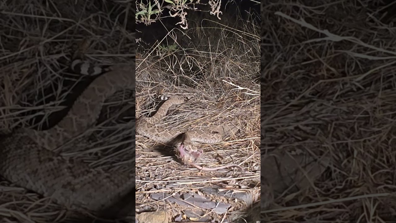 Rattlesnake Eats a Mouse in the Wild