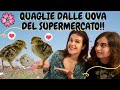 Sono nate le Quaglie dalle uova del Supermercato!? *da non crederci!* allevamento con incubatrice