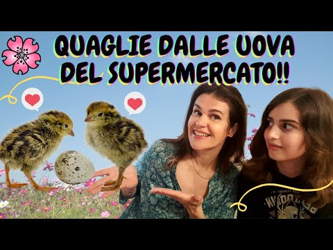 Video: Le uova di quaglia sono fecondate?