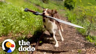 This Dog Is REALLY Obsessed With Sword Fighting With Her Humans | The Dodo by The Dodo 7 days ago 3 minutes, 32 seconds 2,256,045 views
