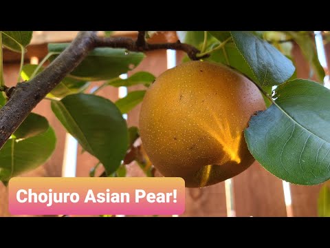ቪዲዮ: Chojuro Asian Pear ምንድን ነው - ቾጁሮ የእስያ ፒር ዛፎችን ስለማሳደግ ይማሩ