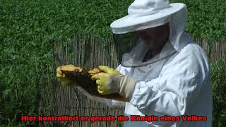 Bienen