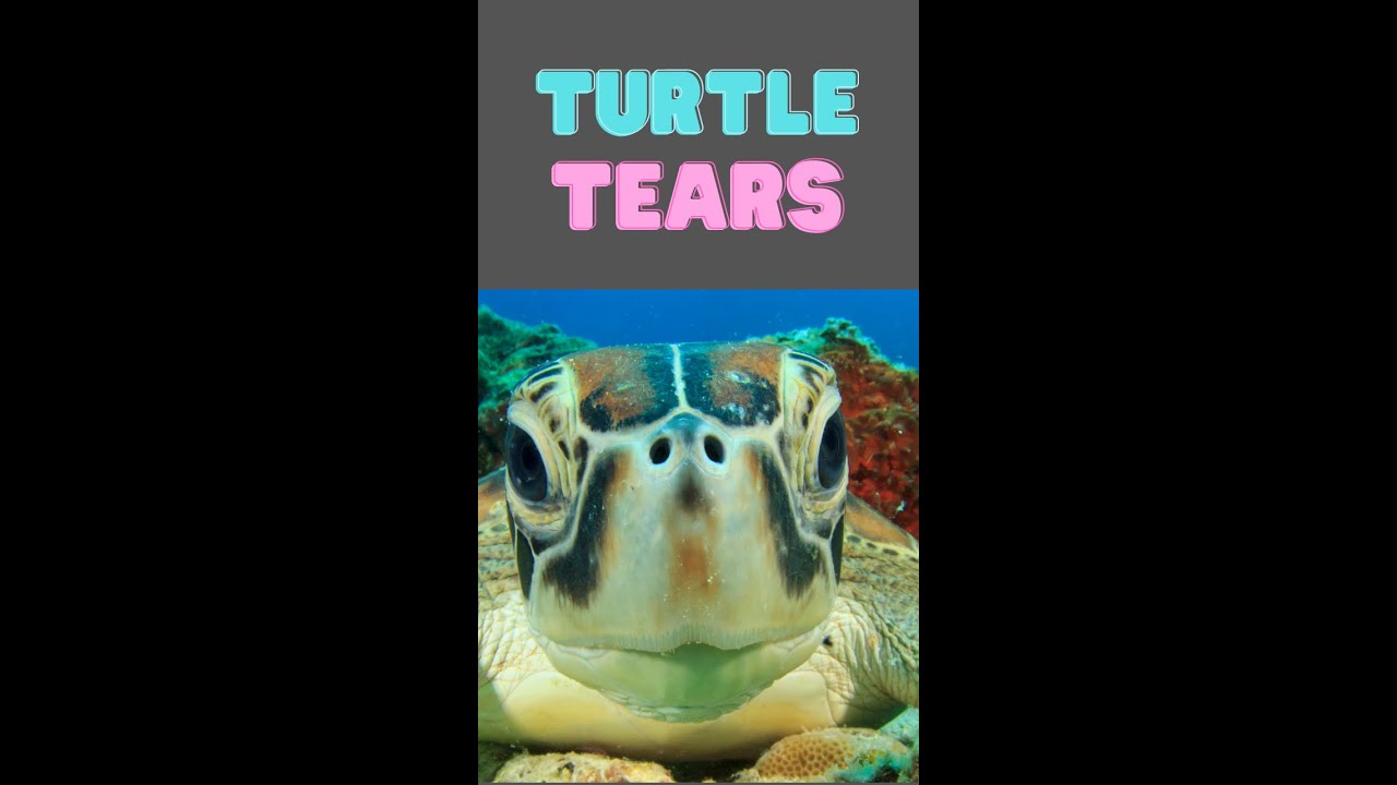 Random facts about animals: Turtle Tears 