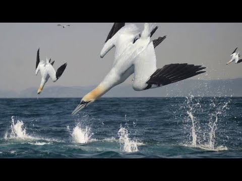 Vídeo: Onde mora o albatroz?