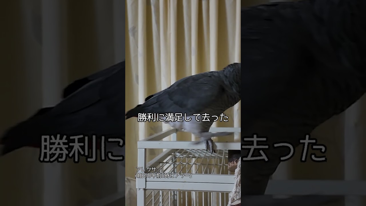 ヒトちゃんと飼主の Alexaのアラームバトル