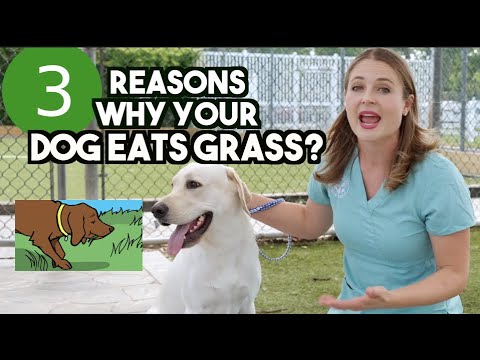 3 REASONS WHY DOGS EAT GRASS? | Veterinarian Explains why!