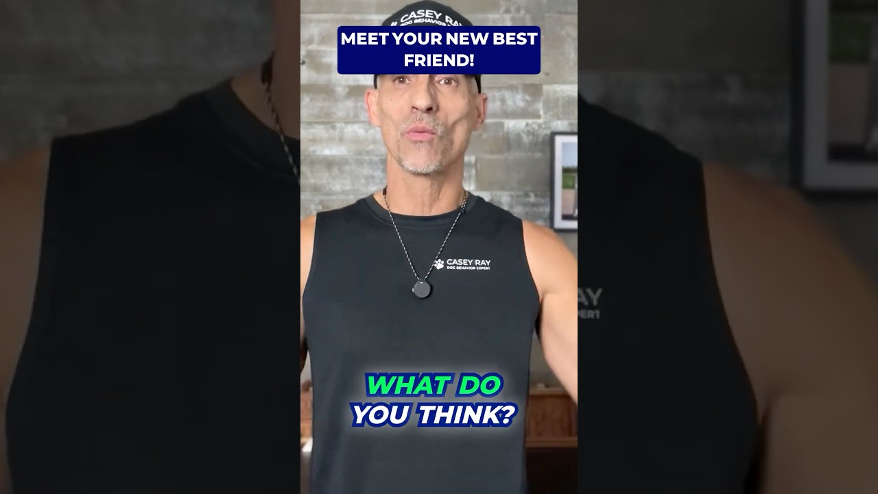 Big Dog That’s WAY Easier Than You Think 👀🐶 #shorts