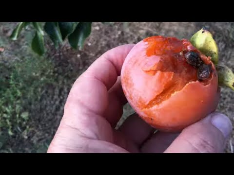 Video: Texas Madrone Care: Informasi Tentang Menumbuhkan Pohon Texas Madrone