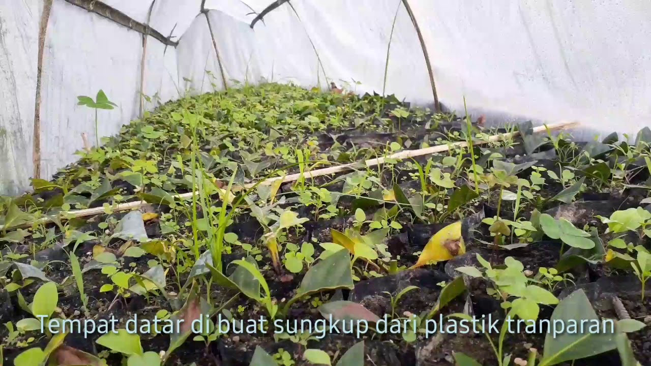 Stek Tanaman kopi Arabika - YouTube