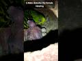Why love birds damaging their eggs #shorts #trending #birds