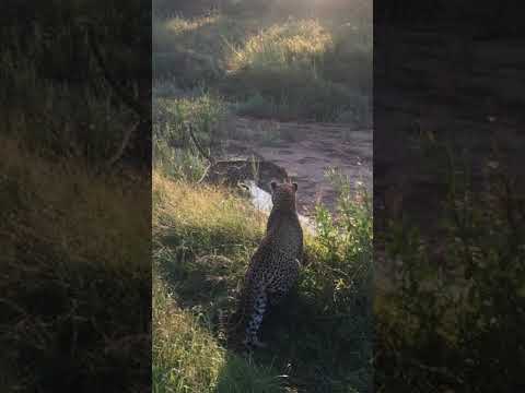 Video: Kull - Leopardilill