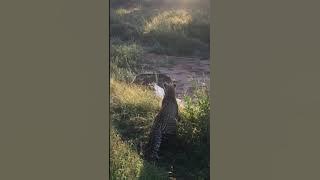 MALE LEOPARD KILLS LEOPARD CUB (filmed by Alexandra Bishop)