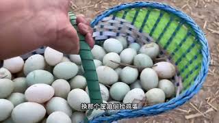 【My Farm Life動物たちと農家生活】さあさあ、皆さんお待ちかねの農場で卵を採る動画が登場ですCollecting Eggs #farmsfarmers #breeding #eggs