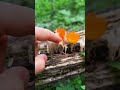 Mimoshroom Tactile / Грибоза тактильная (Mimocybe tactilis)