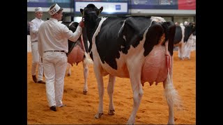 Eedy Crushabull Acclaim wins Holstein Intermediate Championship 2023  UK Dairy Expo
