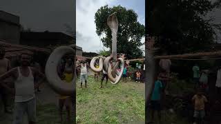 Indian Spectacle Cobra Snake Rescue #highlightseveryone #wildliferescue #animalrescue #snakerescue