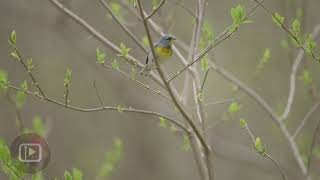 Warblers of Missouri | Spring Migration 2026 in 4K