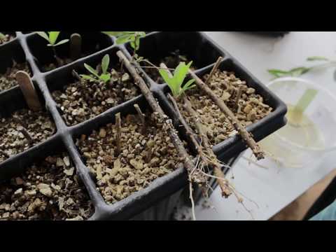 Video: Föröka gojibär - odla gojibärsväxter från frön eller sticklingar