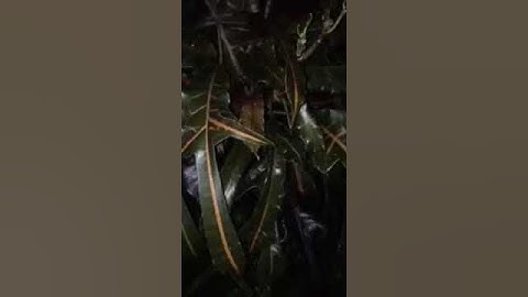 Thumbnail of Sounds of the coqui frog