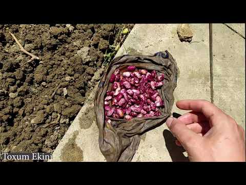 Video: Paxla bitkisini necə yetişdirmək olar? Eniş və qulluq