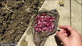 Lobya Nece Ekilir - Paxla Ekimi Asan Qayda