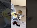 cat and dog funny  fight #shorts #catanddog  #ytshorts #short #ranimals