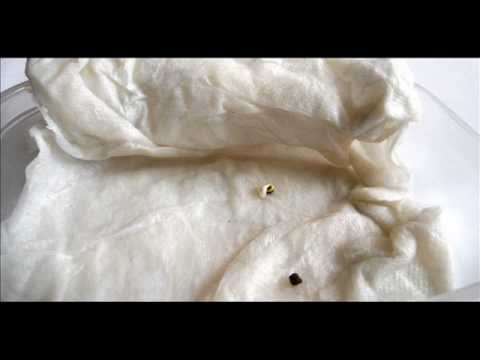 Germinating Autoflowering Cannabis Seeds