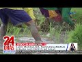 Ilang magsasaka, nangangambang bumaba ang presyo ng palay | 24 Oras Weekend
