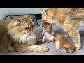 I was very moved cat father and mother cat take care of kittens together  cute animals