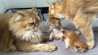 I was very moved! Cat father and mother cat take care of kittens together 😊. cute animal videos