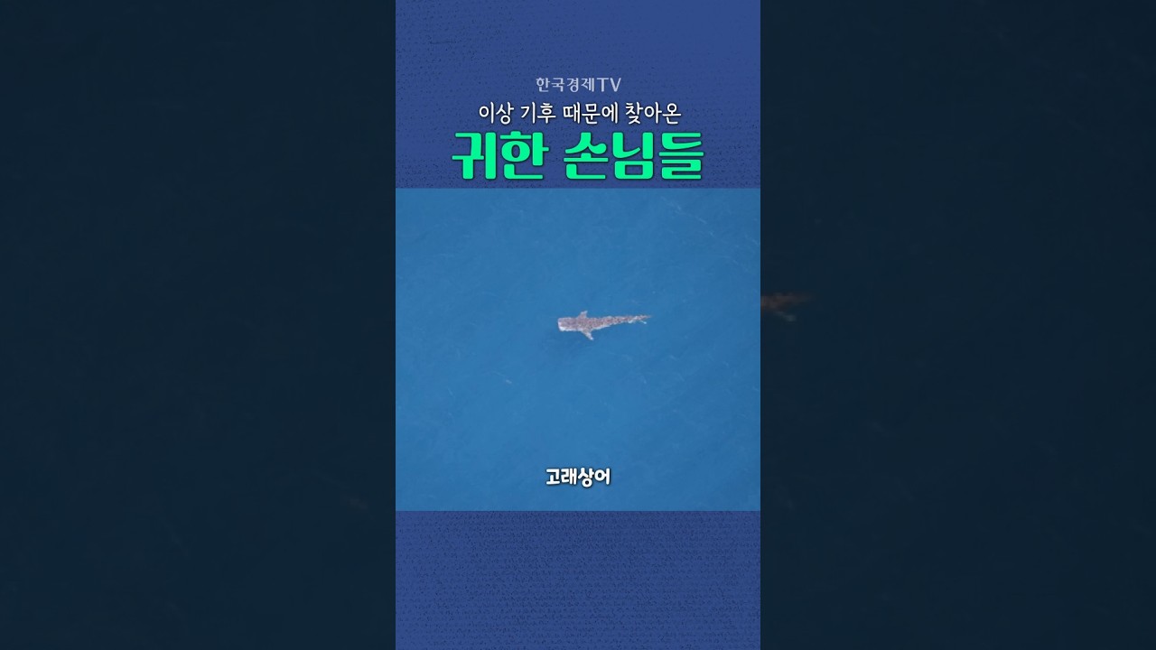 [한국경제TV NEWS] 고래상어: 여기가 어디여? ㅣ #shorts