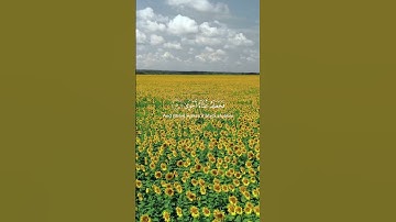 سورة الأعلى من الآية 1 إلى 7 القارئ #بيشة_قادر_الكردي #اكسبلور