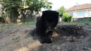 Schipperke  Les bébés le 20 juillet 2023