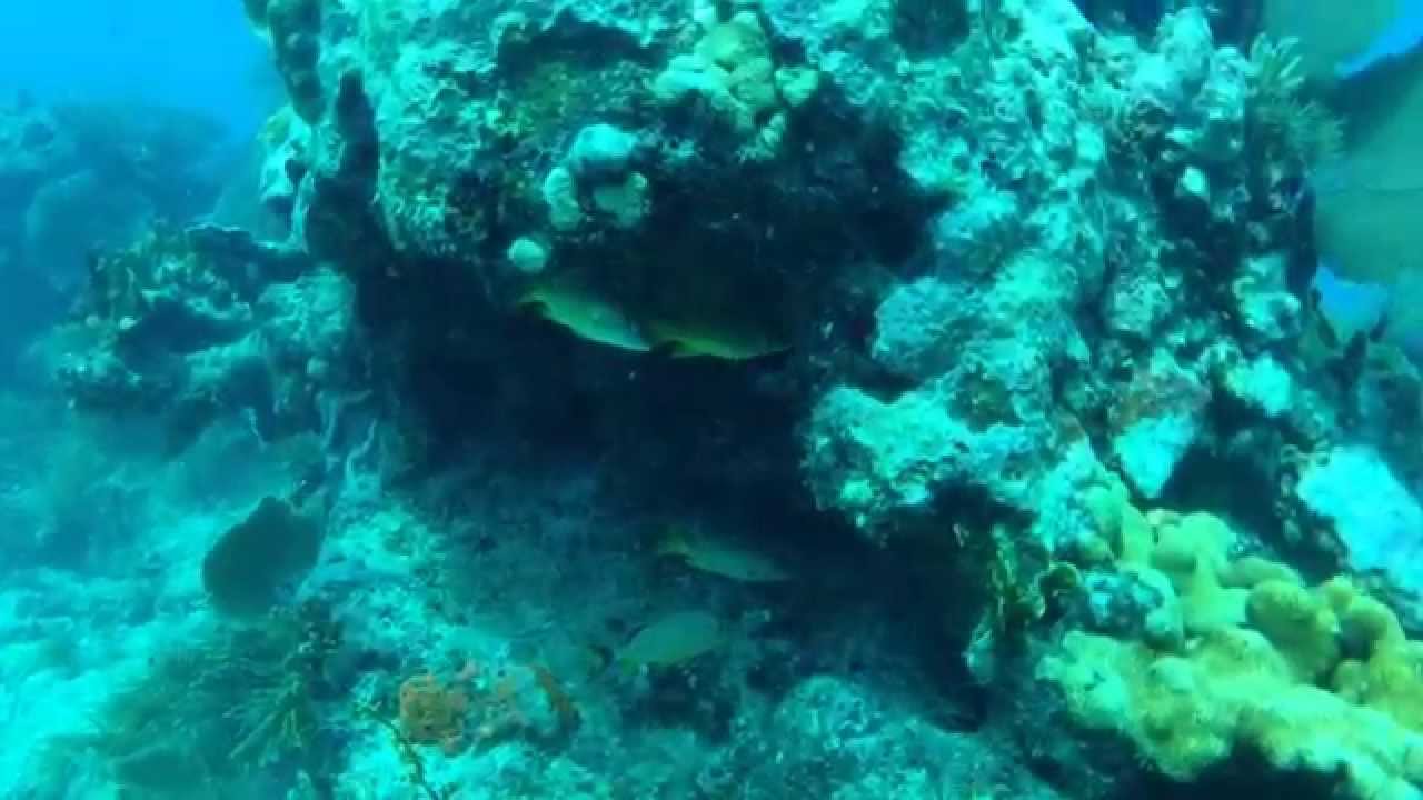 Looe Key Diving 7-26-14