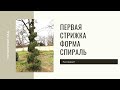 Стрижка туи спиралью. Туя Смарагд - первая стрижка.