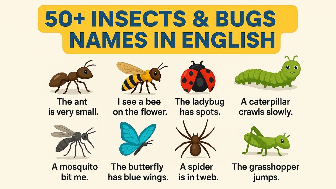 Top 50 Bugs Insects Names In English With Easy Sentences Speak top-50-bugs-insects-names-in-english-with-easy-sentences-speak