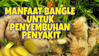 TERBAIK JAMU BANGLE KERING IRIS /ZINGIBER CASSUMUNAR-1KG