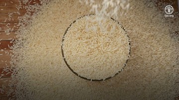 FAO statistics: 80 years of feeding minds, guiding action