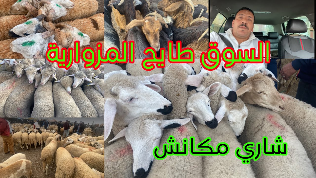 اليوم من سوق مزوارية طريق جرادة وجدة الشاري مكانش خروف الحولي طايحا في الأتمنة حوالي 300 درهم حتى 50