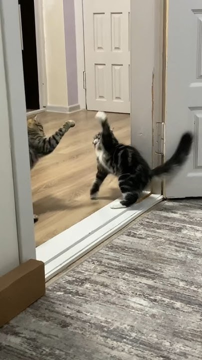 Котенок Персик накричал на Стешу #котенок #кошка #котики - YouTube