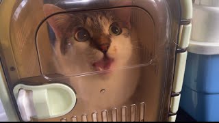 病院に行く車内の猫って聞いた事ない声出したりしますよね。