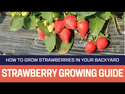 Video: Fraises De Bois Strawberry Info - Tips voor het kweken van Fraises De Bois-aardbeien