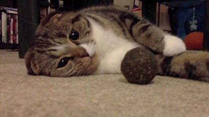 Watch the video about Gretchen the Scottish Fold