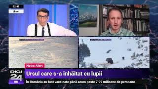 Cazul neobișnuit al ursului cleptoparazit care vânează împreună cu o haită de lupi